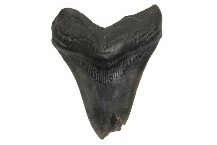 Fossil Megalodon Tooth - South Carolina #214747